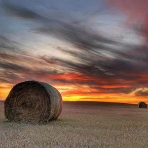 Meet your Posher, Bobo